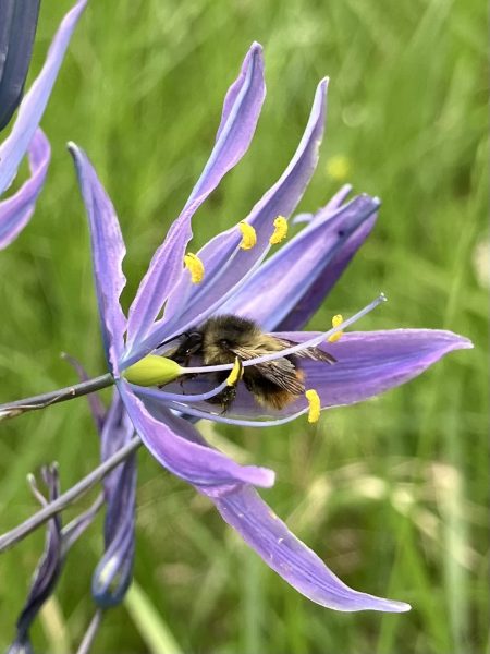 Camassia liectlinii, Greater camas with bumblebee