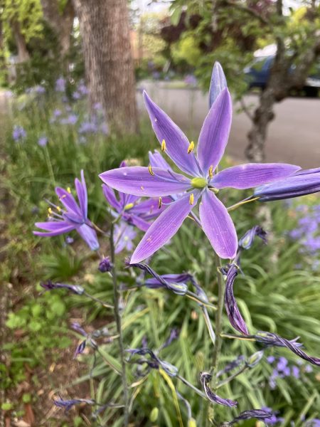 Camassia liechtlinii, greater camas