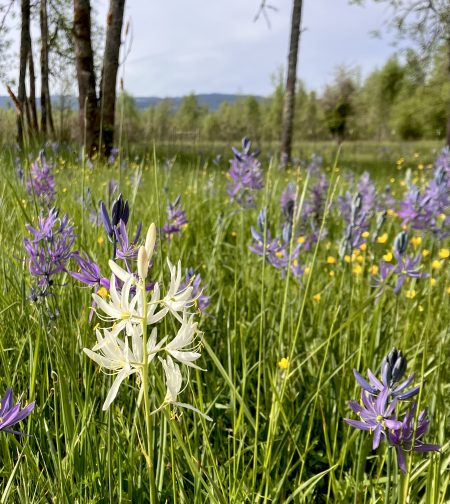 Camassia quamash, small camas