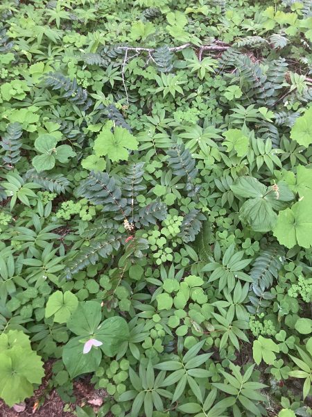 shade plant community