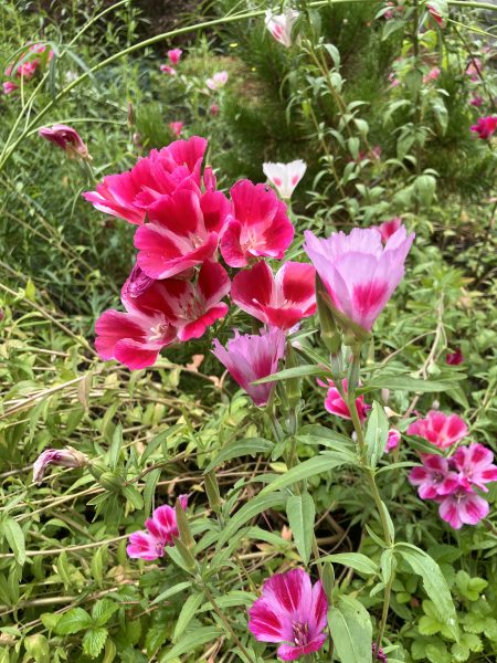 clarkia (Clarkia amoena)