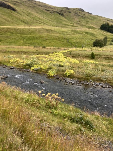 A "river" of lady's mantle