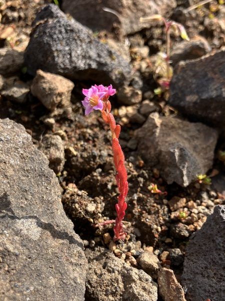 Hairy or purple stonecrop (Sedum villosum)
