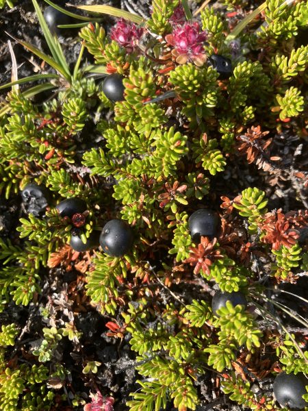black crowberry. Empetrum nigrum