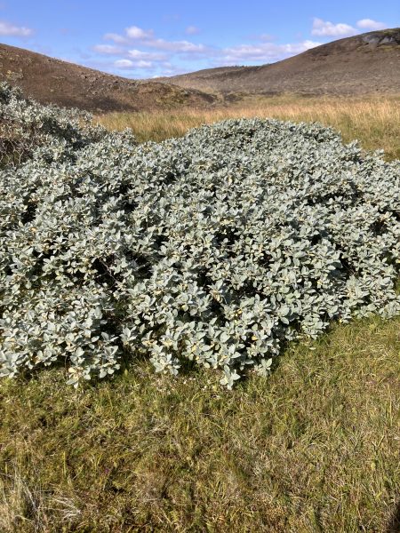 woolly willow (Salix lanata)