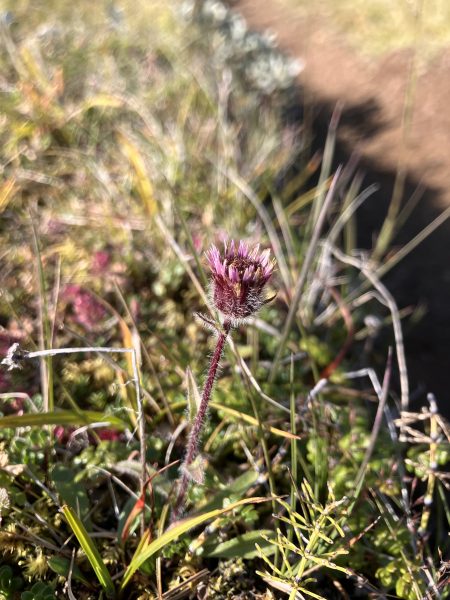 Alpine fleabane (Erigeron borealis)