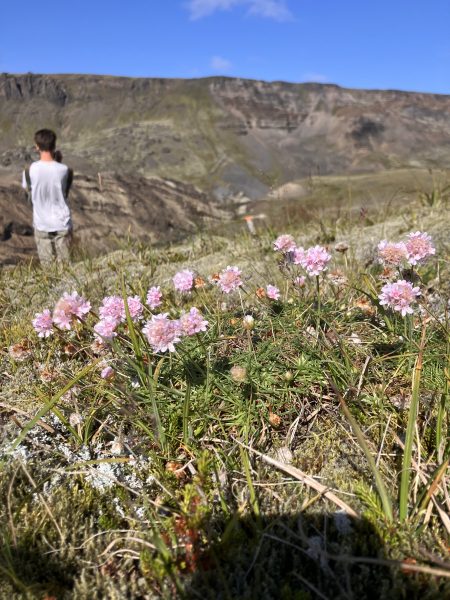 Sea thrift (Armeria maritima)