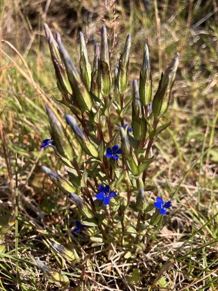 Alpine gentian, Gentiana nivalis